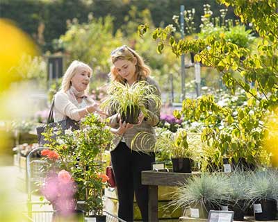 RHS guide to choosing healthy plants