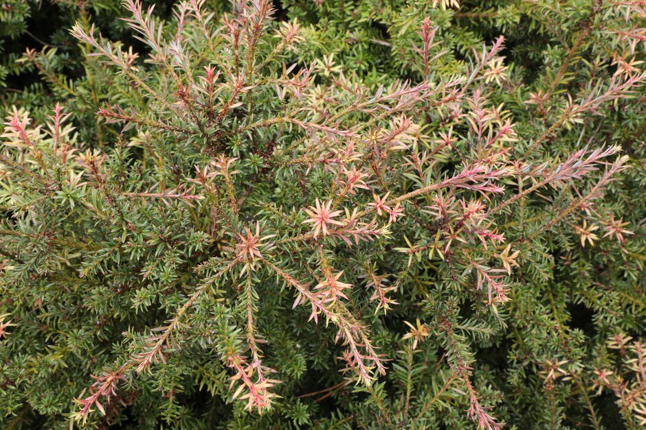 Box Alternatives for Healthy Hedges | RHS Advice