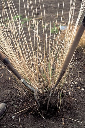 Dividing ornamental grasses. Credit: RHS/Tim Sandall.