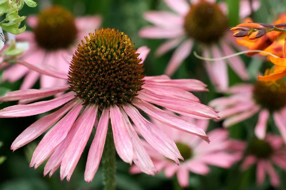 Hardy’s Cottage Garden Plants