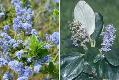 Ceanothus for scent