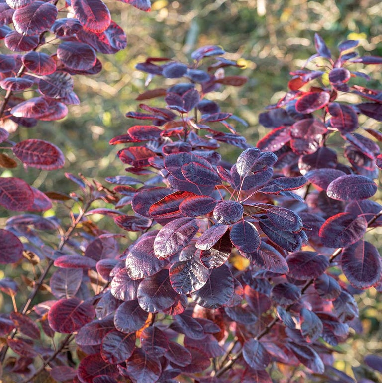 Trees and shrubs: colourful foliage