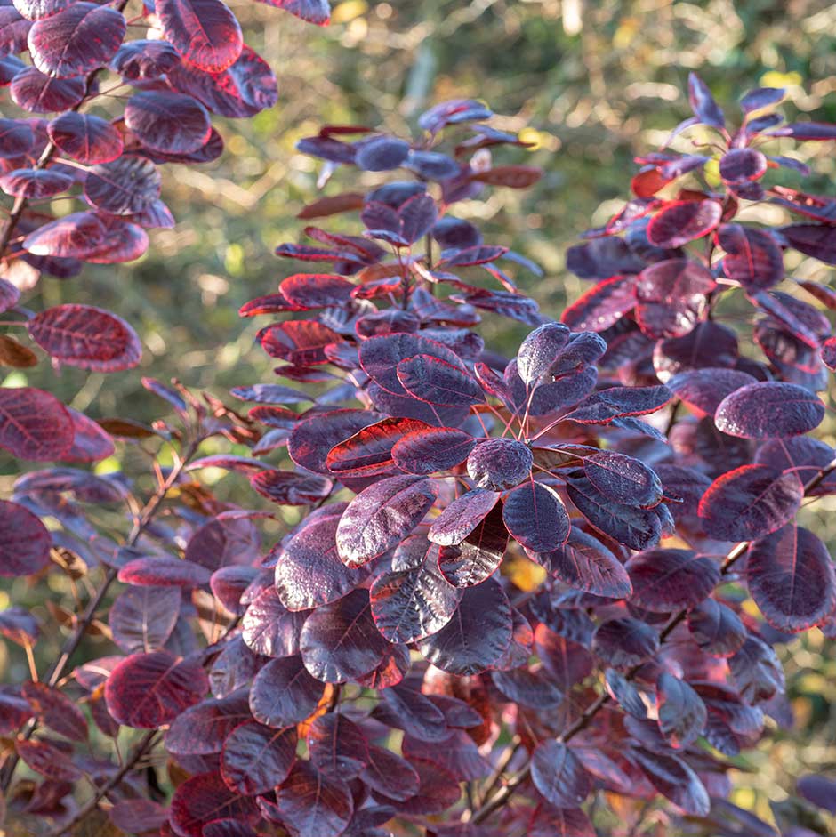 <EM>Cotinus coggygria</EM> 'Royal Purple'