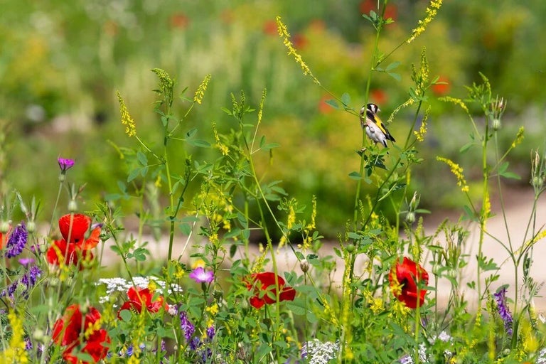 Everything you need to know about gardening for wildlife
