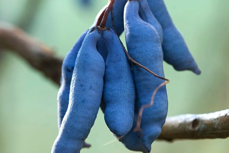 Dead man's fingers