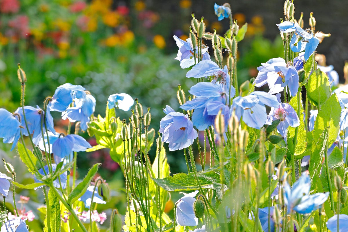 A close up of flowers