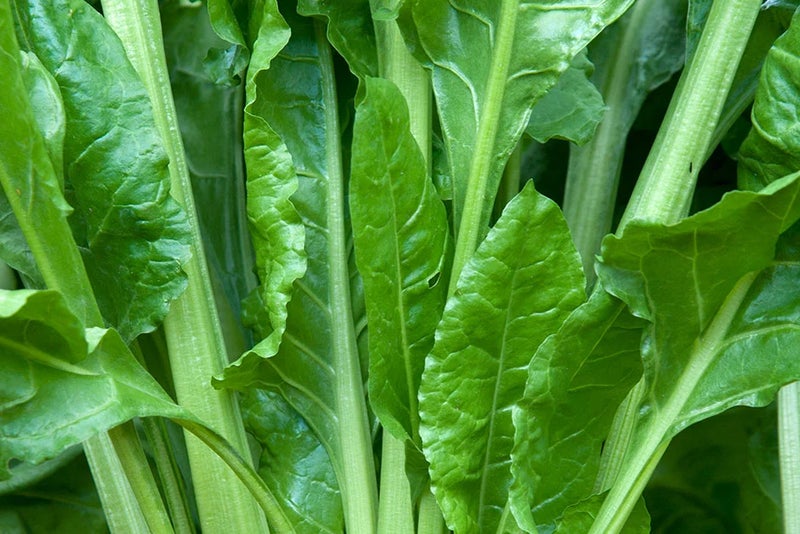 Perpetual spinach