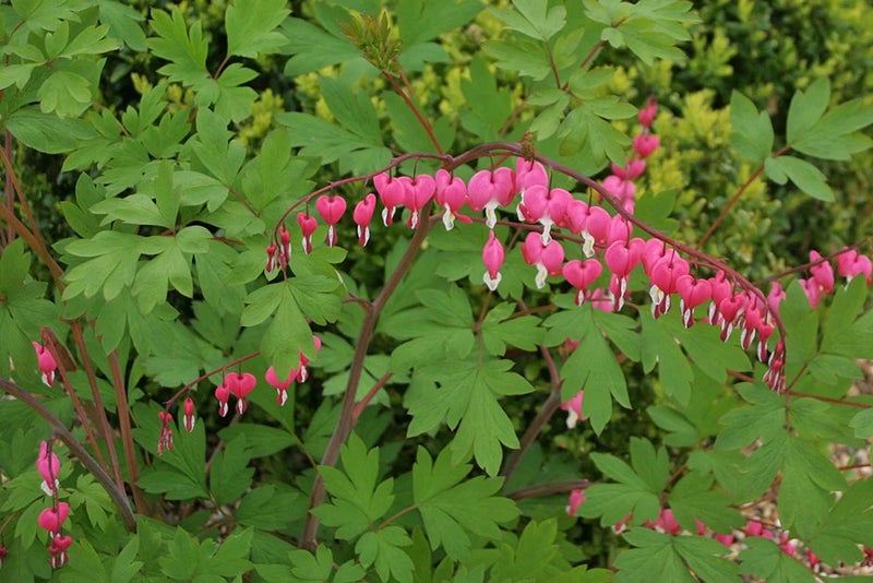 Cottage garden favourite