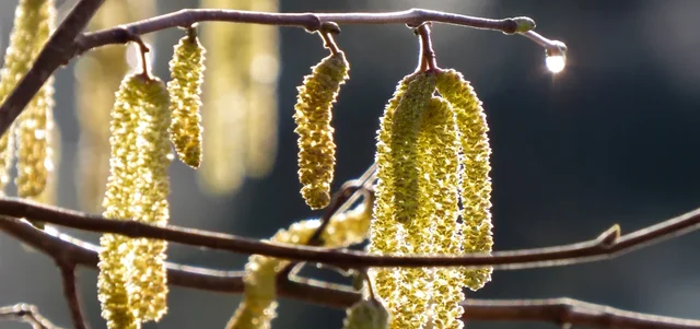 Discover our February Wildlife Wonder plant