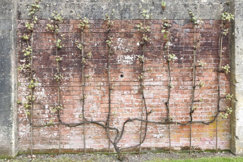 Grapes: rod and spur pruning | RHS Advice
