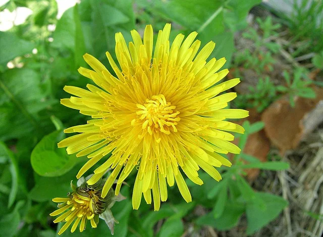 How to identify common weeds