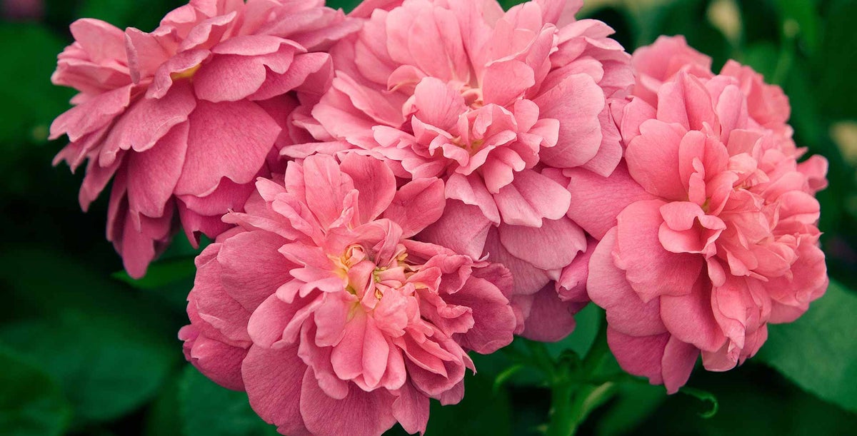 Standard Cascading Roses Standard roses / RHS Plant Guide