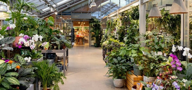 RHS Retail to sell ‘no new peat’ plants from January 2026