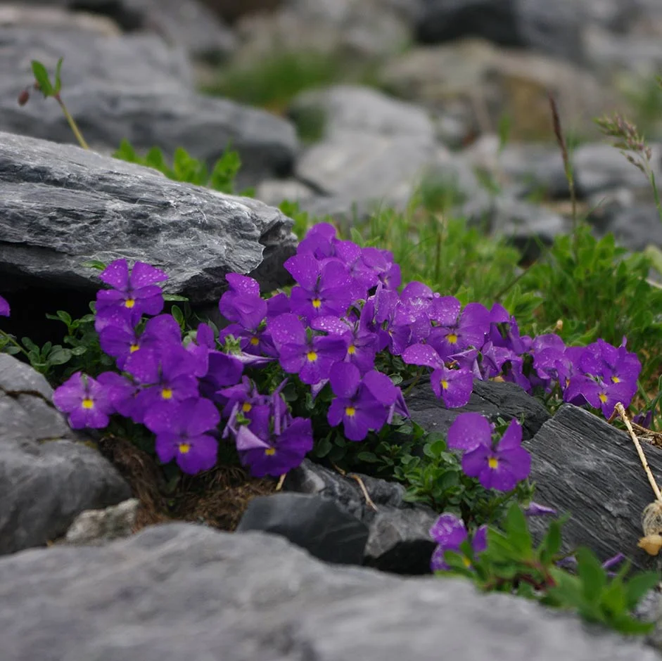 Viola in a scree bed