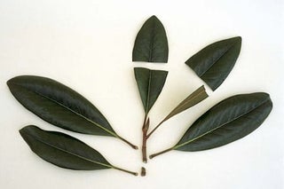 How to grow buddlejas / RHS Growing Guide