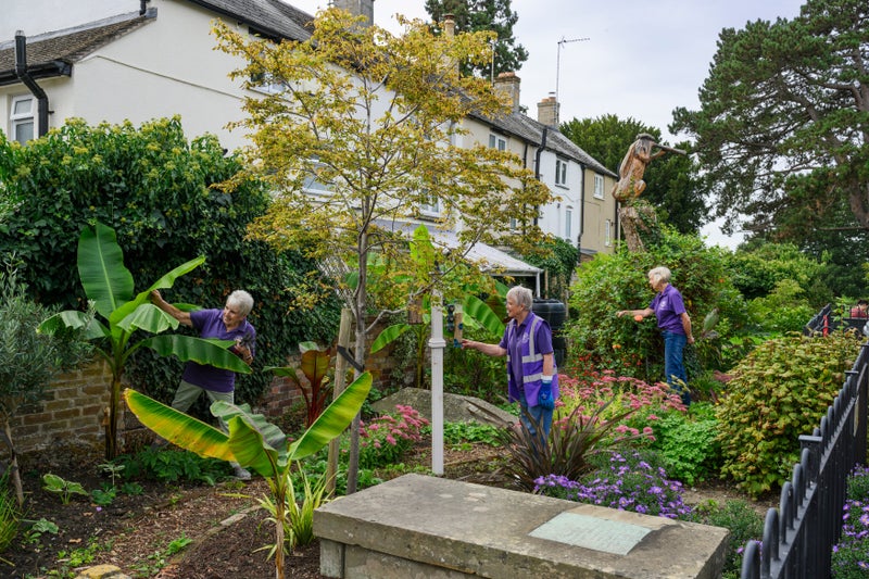 Volunteers in the tropical corner of the Old Chapel Garden