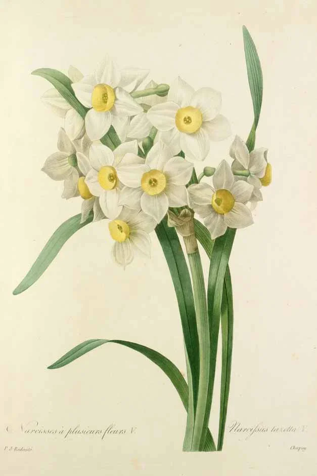 Illustration of the bunch-flower daffodil (<i>Narcissus tazetta</i>)