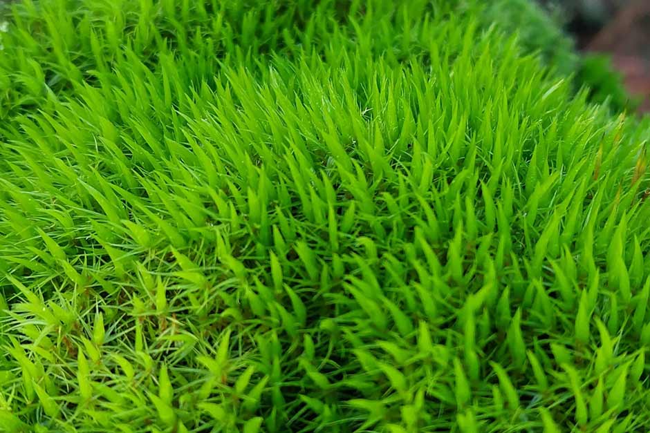 4. Broom fork moss or woodland cushion moss