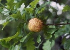 Oak Gall Wasps: Identification and Impact | RHS Advice