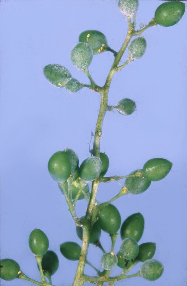 Grapevine diseases: Symptoms, Causes & Control | RHS Advice