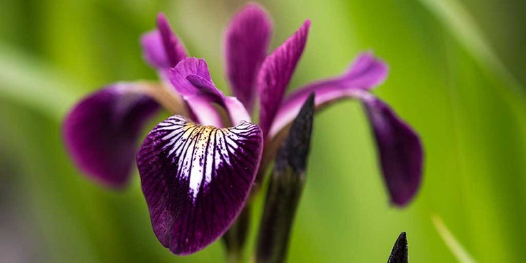 Buy irises from RHSplants.co.uk