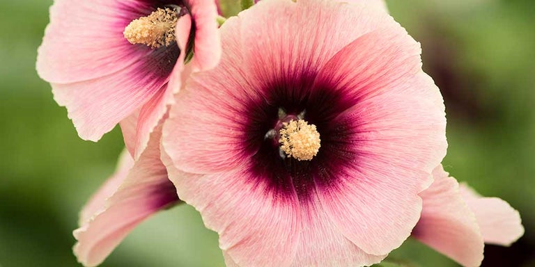 Buy hollyhocks from RHSplants.co.uk