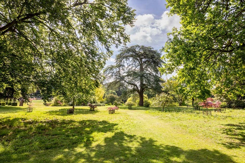 A grassy area with trees and bushes