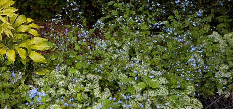 10 award-winning perennials for containers