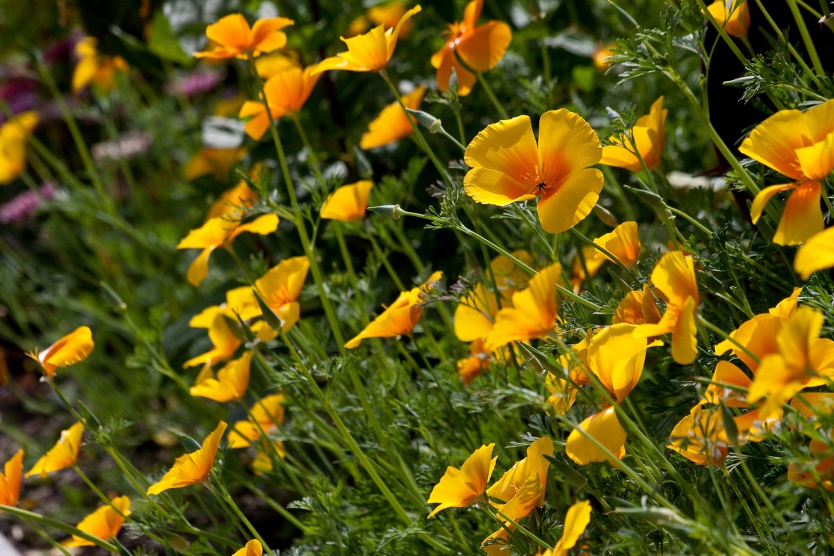 Poppy Rhs California poppy | RHS Plant Guide