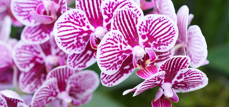Top tips for growing orchids at home