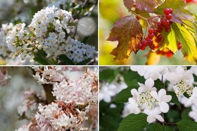 Viburnum for seasonal interest