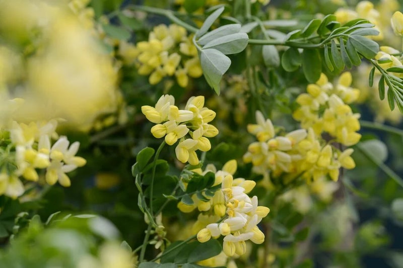 A wall plant that gives you months of scent