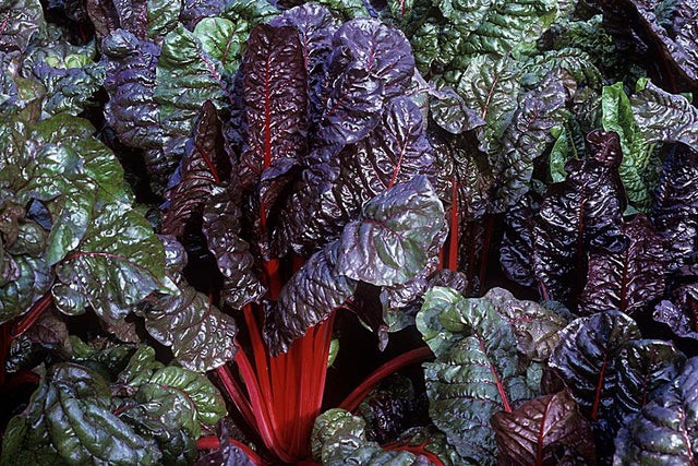 Grow your own vegetables