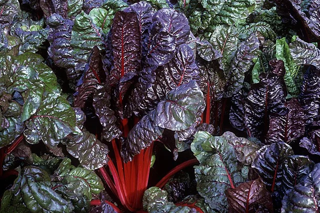 Grow your own vegetables