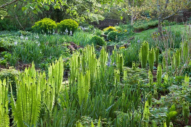 RHS guide to hardy ferns