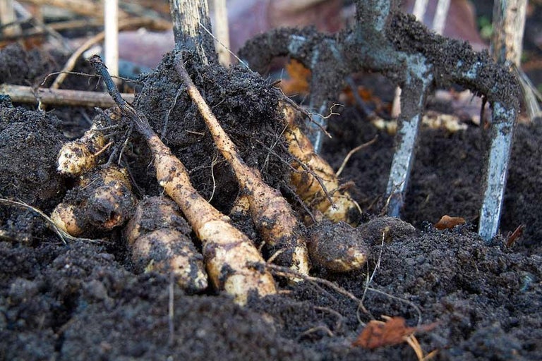 Buy jerusalem artichokes at RHSplants.co.uk