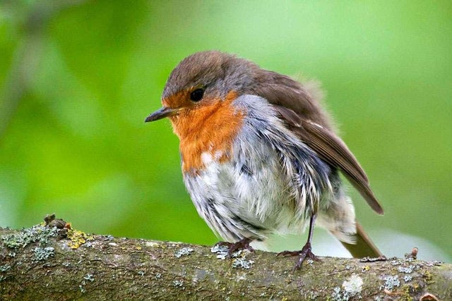 Gardening for wildlife