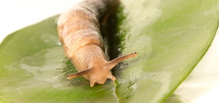 10 fun facts about slugs