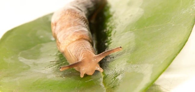 10 fun facts about slugs