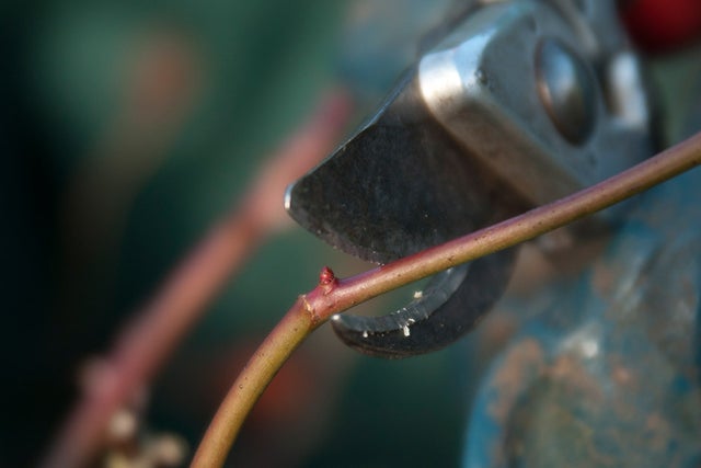 RHS beginner's guide to pruning