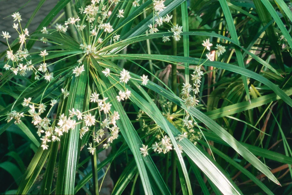 4. Umbrella plant (Cyperus)