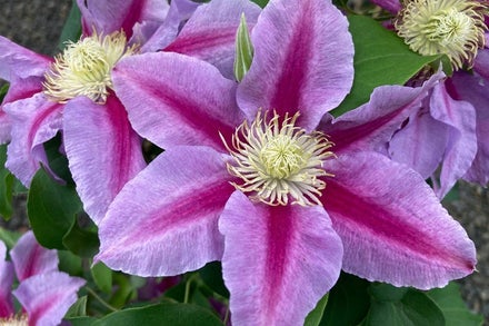 A close up of a flower