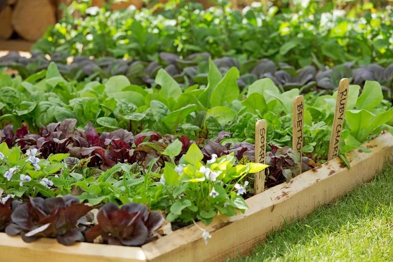 Seven budget tips for allotments