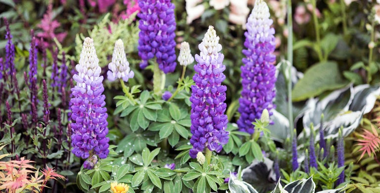Lupins