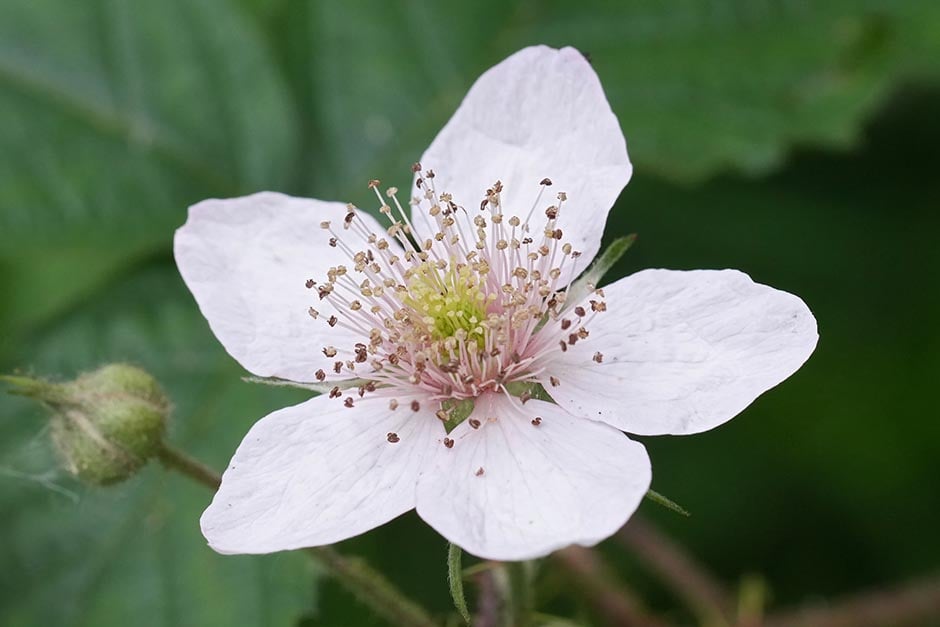 Different Brambles Brambles | RHS Advice