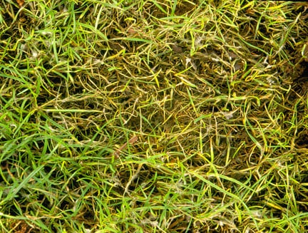 Fusarium patch and snow mould