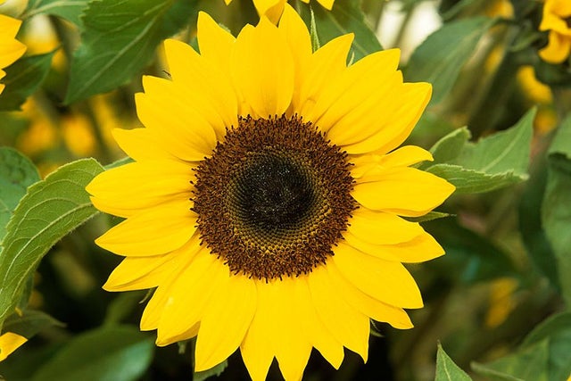 RHS guide to helping children grow sunflowers
