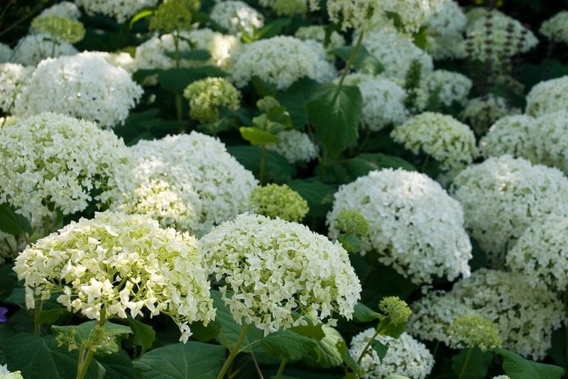 Splendid in semi-shade