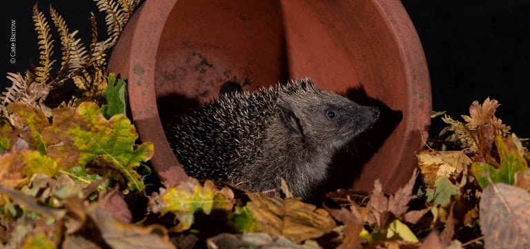Hedgehog-friendly gardening