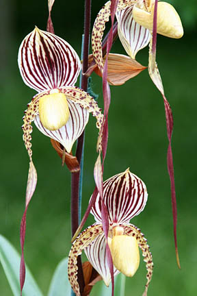 How to care for slipper orchids
